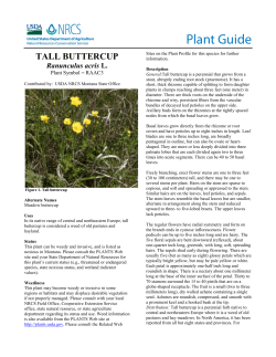 Plant Guide TALL BUTTERCUP Ranunculus acris