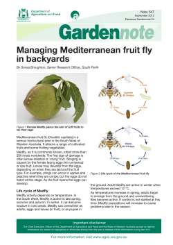 Managing Mediterranean fruit fly in backyards