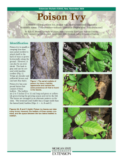 Poison Ivy Common names: poison ivy, poison oak, hiedra venenosa (Spanish)