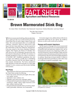 FACT SHEET Brown Marmorated Stink Bug Agriculture and Natural Resources