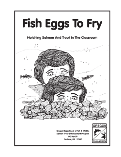 Fish Eggs To Fry Hatching Salmon And Trout In The Classroom OREGON