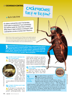 Cockroaches: Fact or Fiction?