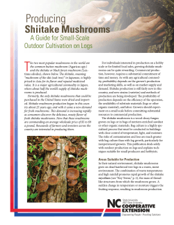 T Producing Shiitake Mushrooms