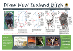 Draw New Zealand Birds A step-by-step guide North lsland Kaka