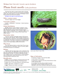 Plum fruit moth Cydia funebrana Michigan State University’s invasive species factsheets