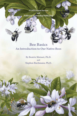 Bee Basics An Introduction to Our Native Bees By Beatriz Moisset, Ph.D.