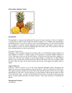 PINEAPPLE PRODUCTION  Introduction