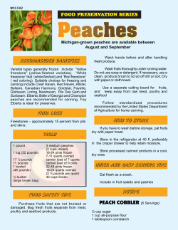 Peaches P e a