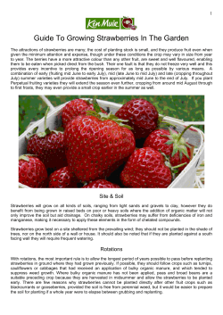 Guide To Growing Strawberries In The Garden 1