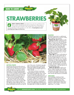 STRAWBERRIES HOW TO GROW WiTH