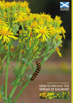 HOW TO PREVENT THE SPREAD OF RAGWORT Scottish Government Guidance on