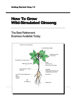 How To Grow Wild-Simulated Ginseng The Best Retirement Business Available Today.