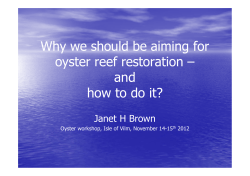 Why we should be aiming for oyster reef restoration – and