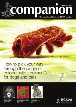 companion How to pick your way through the jungle of ectoparasite treatments