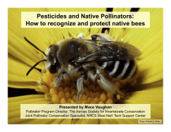 Pesticides and Native Pollinators: How to recognize and protect native bees