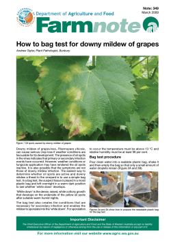 How to bag test for downy mildew of grapes Note: 349