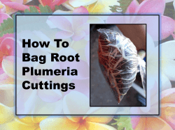 How To Bag Root Plumeria Cuttings