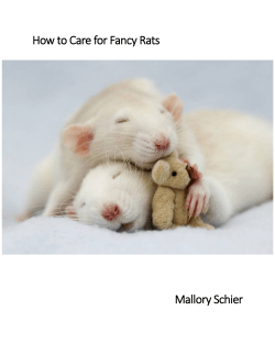 How to Care for Fancy Rats Mallory Schier