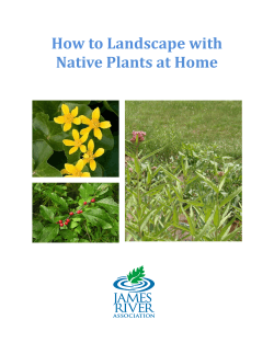 How to Landscape with Native Plants at Home