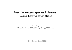 Reactive oxygen species in leaves… … and how to catch these