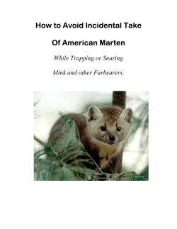 How to Avoid Incidental Take  Of American Marten While Trapping or Snaring