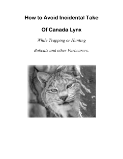 How to Avoid Incidental Take Of Canada Lynx While Trapping or Hunting