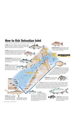 How to fish Sebastian Inlet
