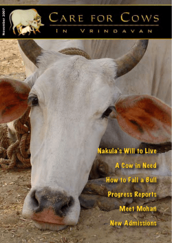 Nakula’s Will to Live A Cow in Need Progress Reports
