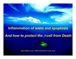 β Inflammation of islets and apoptosis And how to protect the