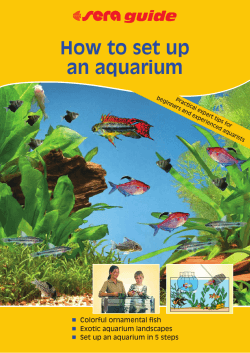 How to set up an aquarium Colorful ornamental fish Exotic aquarium landscapes