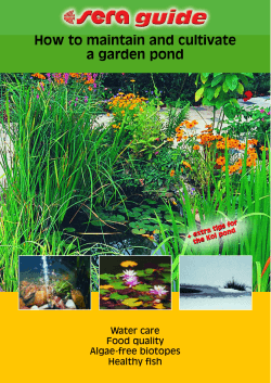 How to maintain and cultivate a garden pond Water care Food quality