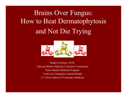 Brains Over Fungus: How to Beat Dermatophytosis and Not Die Trying