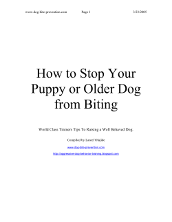 How to Stop Your Puppy or Older Dog from Biting