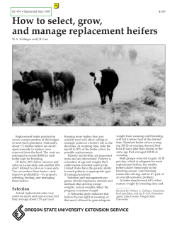 How to select, grow, and manage replacement heifers