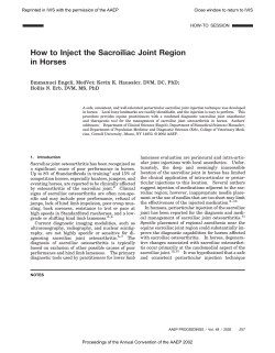 How to Inject the Sacroiliac Joint Region in Horses