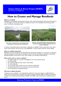 How to Create and Manage Reedbeds