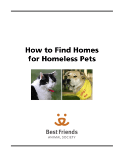 How to Find Homes for Homeless Pets