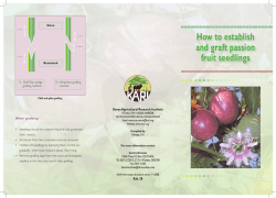 How to establish and graft passion fruit seedlings Kenya Agricultural Research Institute