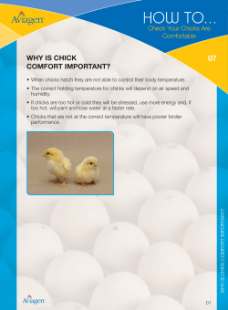 How to... 07 Why is chick comfort important?