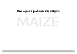 MAIZE How to grow a good maize crop in Nigeria 1