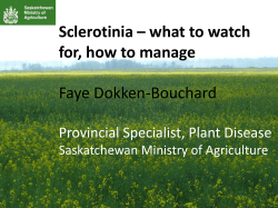 Sclerotinia – what to watch for, how to manage Faye Dokken-Bouchard