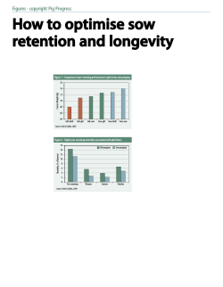 How to optimise sow retention and longevity Figures - copyright Pig Progress