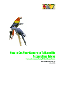 How to Get Your Conure to Talk and Do Astonishing Tricks