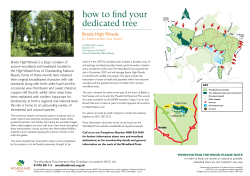 how to find your dedicated tree  Brede  High Woods