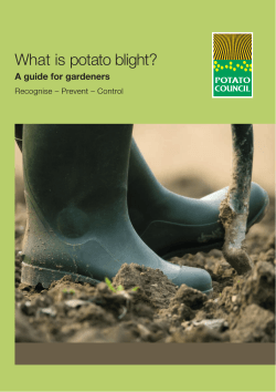 What is potato blight? A guide for gardeners
