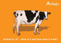 Actisaf Sc 47 - what is it and how does...