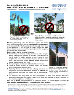 PALM PRUNING: WHAT