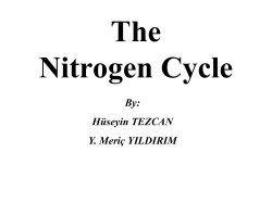 The Nitrogen Cycle By: Hüseyin TEZCAN