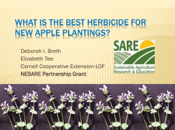 WHAT IS THE BEST HERBICIDE FOR NEW APPLE PLANTINGS? Deborah I. Breth
