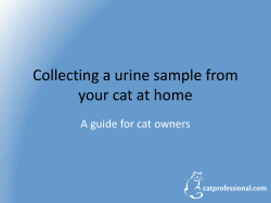 Collecting a urine sample from your cat at home